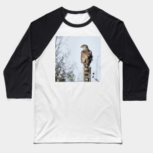 Juvenile Cooper's Hawk - Square Baseball T-Shirt